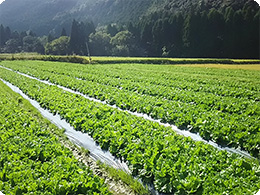 林田さんの圃場風景