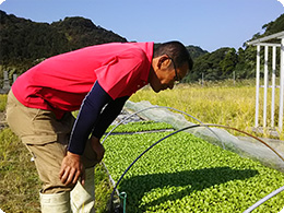 苗の生育状況を確認する林田さん