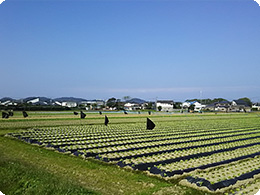 鴨の食害防除の様子