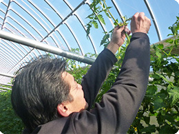 「芽かき」作業の風景