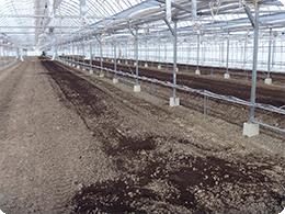 レタス栽培準備のために肥料散布