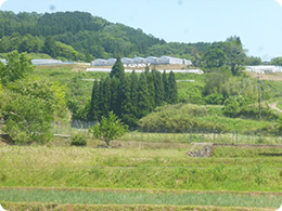 丘の上にあるパプリカ圃場