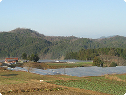 1haのパプリカ圃場