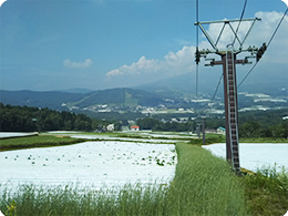 ゲレンデで野菜を栽培