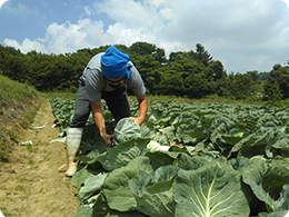 キャベツの生育状況を確認中