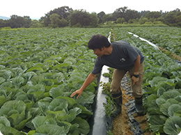 生育状況を確認する山田さん