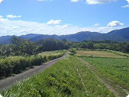 標高約800mの畑