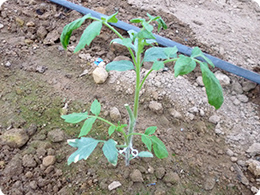 粘土質土壌に定植したトマト苗