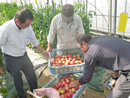 収穫したトマトを確認する安藤社長と奈須さん