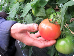 マルハナバチの受粉で生育したトマト