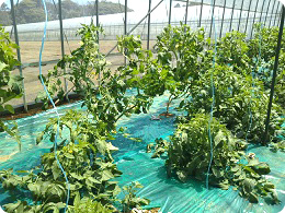 5月から収穫予定の春作トマト