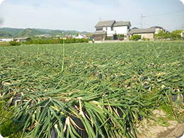 早生玉ねぎの圃場