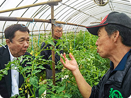 西海さんよりトマト栽培の説明をうける