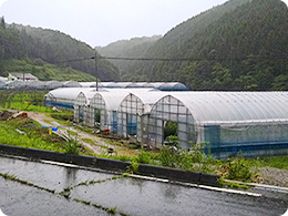 岡本さんのトマト圃場に到着