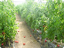 収穫するはずだったトマトは地面に落下出荷不可