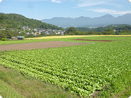 最初に向かったのは「浅間山を一望するレタス畑」