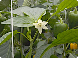 パプリカの花