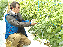 トマトの樹の状況を確認する岩村さん