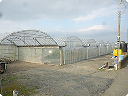 トマトを栽培するハウス