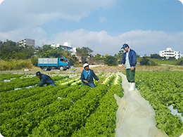 研修生を指導している大城茂博さん