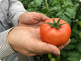収穫したトマト（麗月）