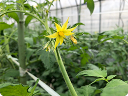 トマトの花（麗月）