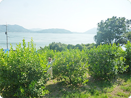 瀬戸内の海を背景にした原田さんとレモンの樹