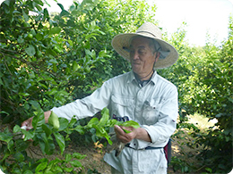 梢の処理をする原田さん