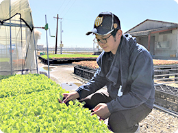 レタスの苗を確認する直幸さん