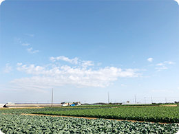 圃場全体の風景