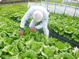 レタスの生育状況を確認する野田さん