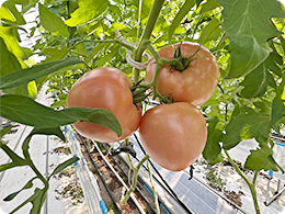 収穫前日のトマト