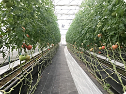トマトを栽培するハウス