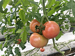 収穫を待つトマト