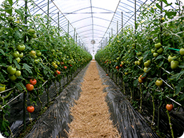 1.トマトを栽培するハウス