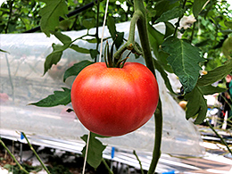 3.収穫前のトマト