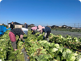 4.レタスの収穫作業