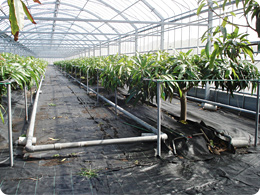 地熱発電を利用したマンゴー栽培