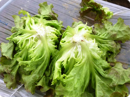 産地だより 15年4月 産地だより モスの生野菜 モスバーガー公式サイト