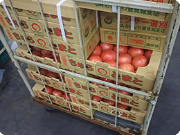 出荷される「ちゅらとまと」