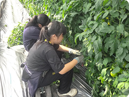葉かき作業をする高校生の写真