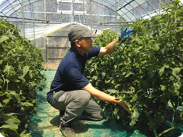 「令和」初出荷のトマトを確認