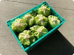 出荷待ちのレタス
