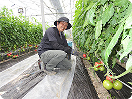 トマトを収穫する松尾さん