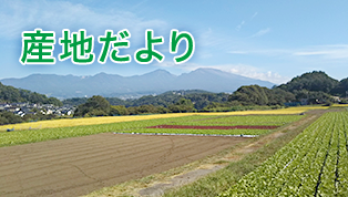 産地だより