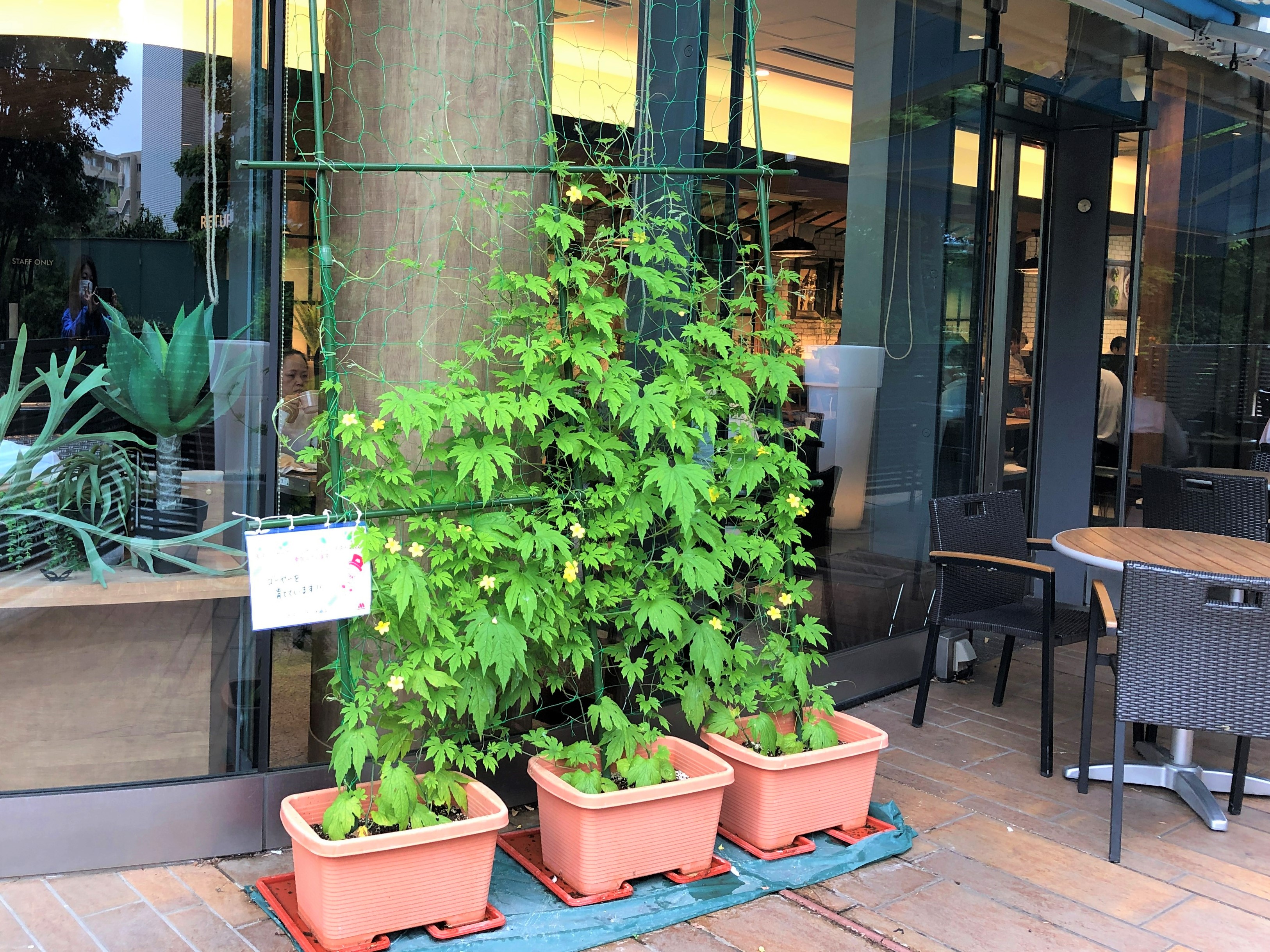 ぐんぐん成長中