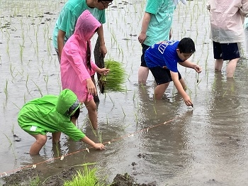 雨の中でも、丁寧に植えました