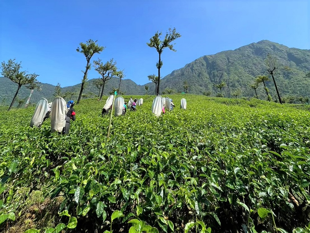 山の斜面いっぱいに広がる茶畑