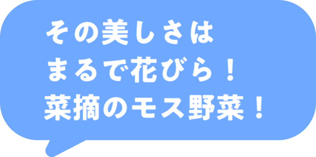 その美しさはまるで花びら！菜摘のモス野菜！